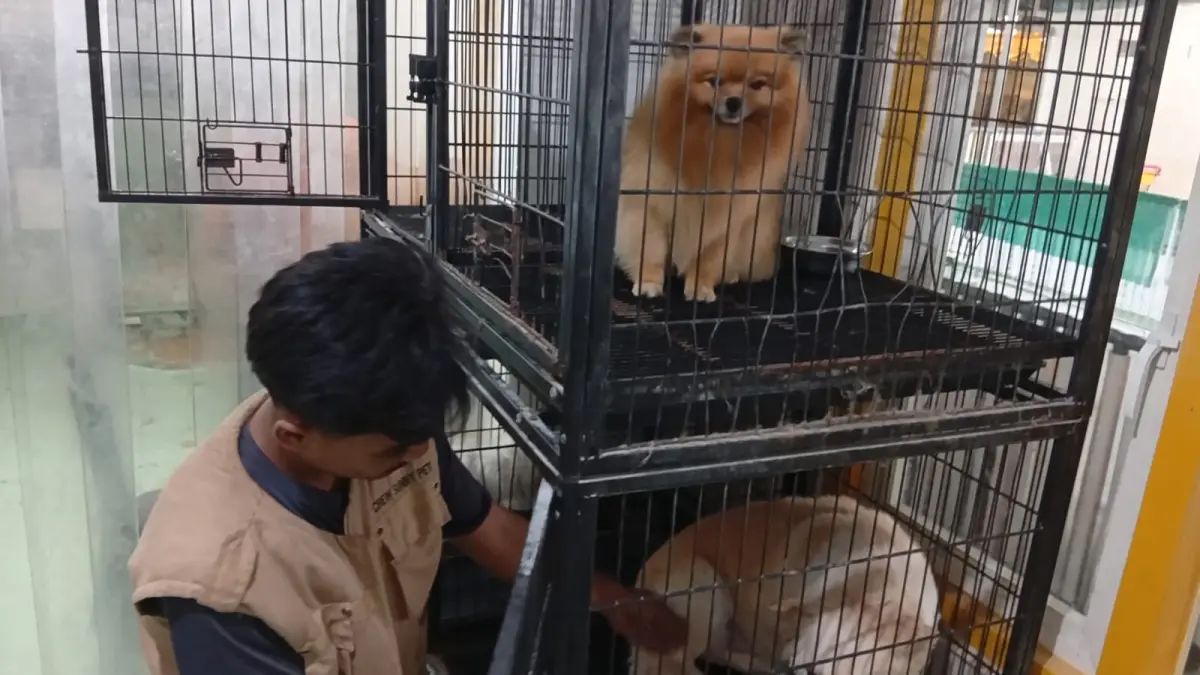 AMAN: Jelang libur panjang Idulfitri, jasa penitipan hewan di Surabaya mengalami peningkatan permintaan yang signifikan. (RAHMAT SUDRAJAT/RADAR SURABAYA)