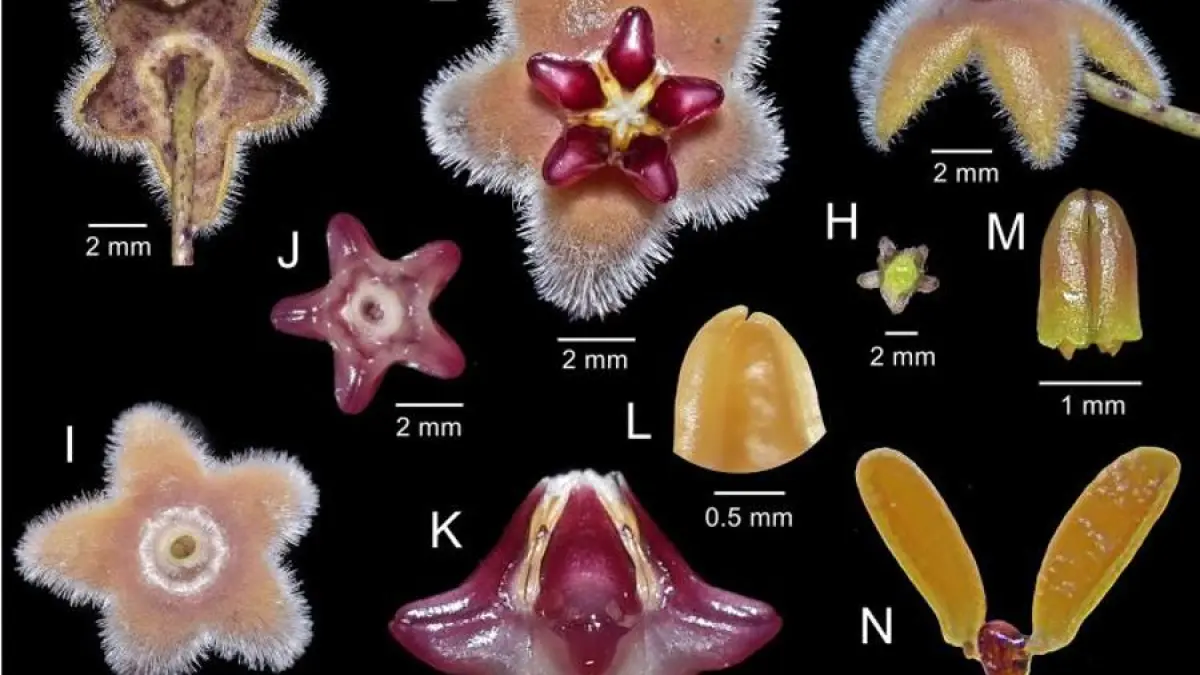 Penemuan: Tumbuhan Merambat "Hoya Bukitrayaensis"