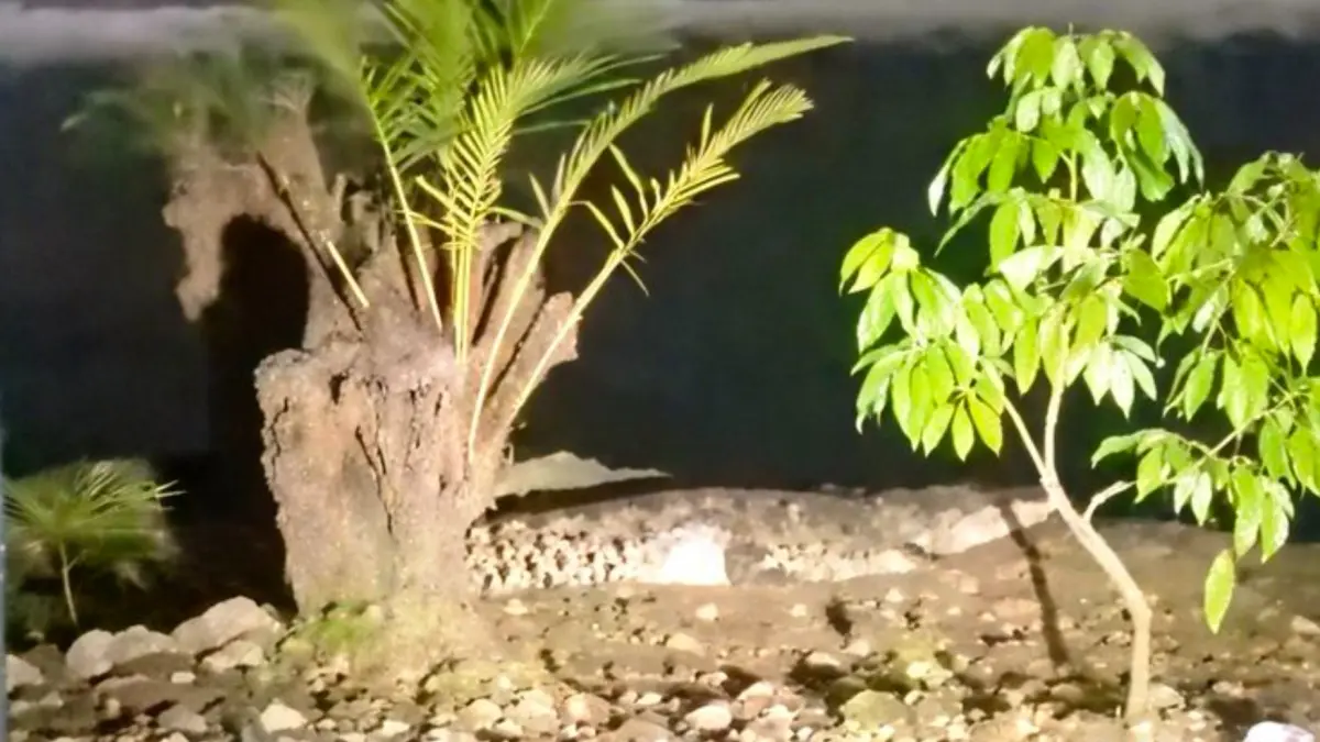 Buaya yang muncul di kafe dekat Sungai Tunjung, Kecamatan Burneh, Bangkalan. (Foto: Istimewa)