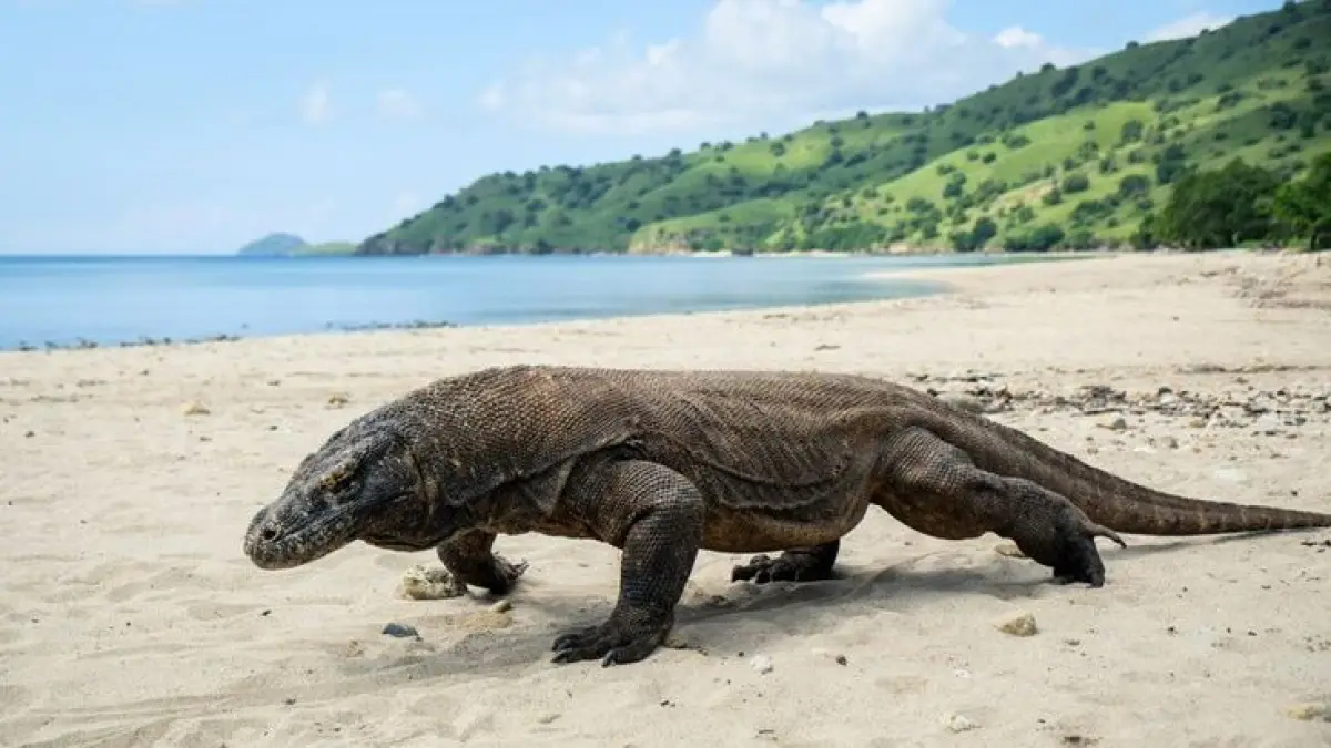 Indonesia kirim dua komodo ke Jepang untuk konservasi dan diplomasi lingkungan internasional.
