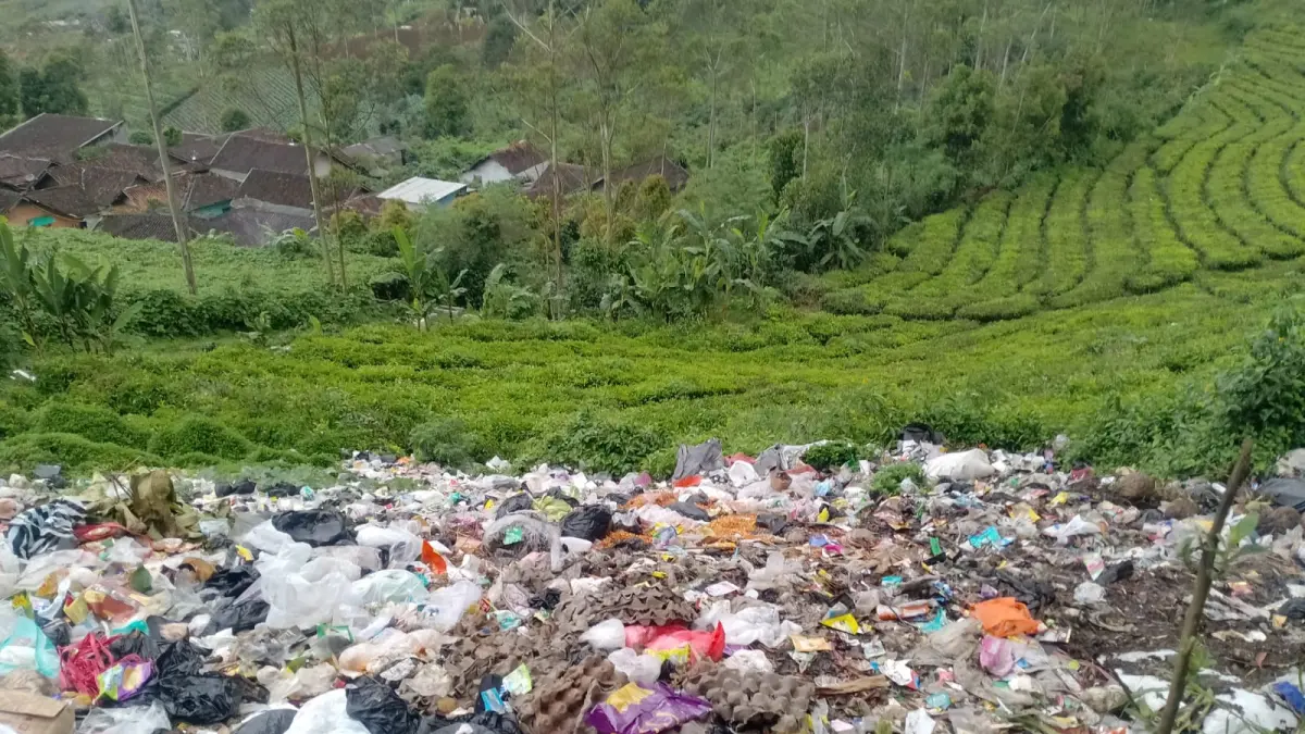 Keadaan: kebun teh yang dipenuhi sampah.