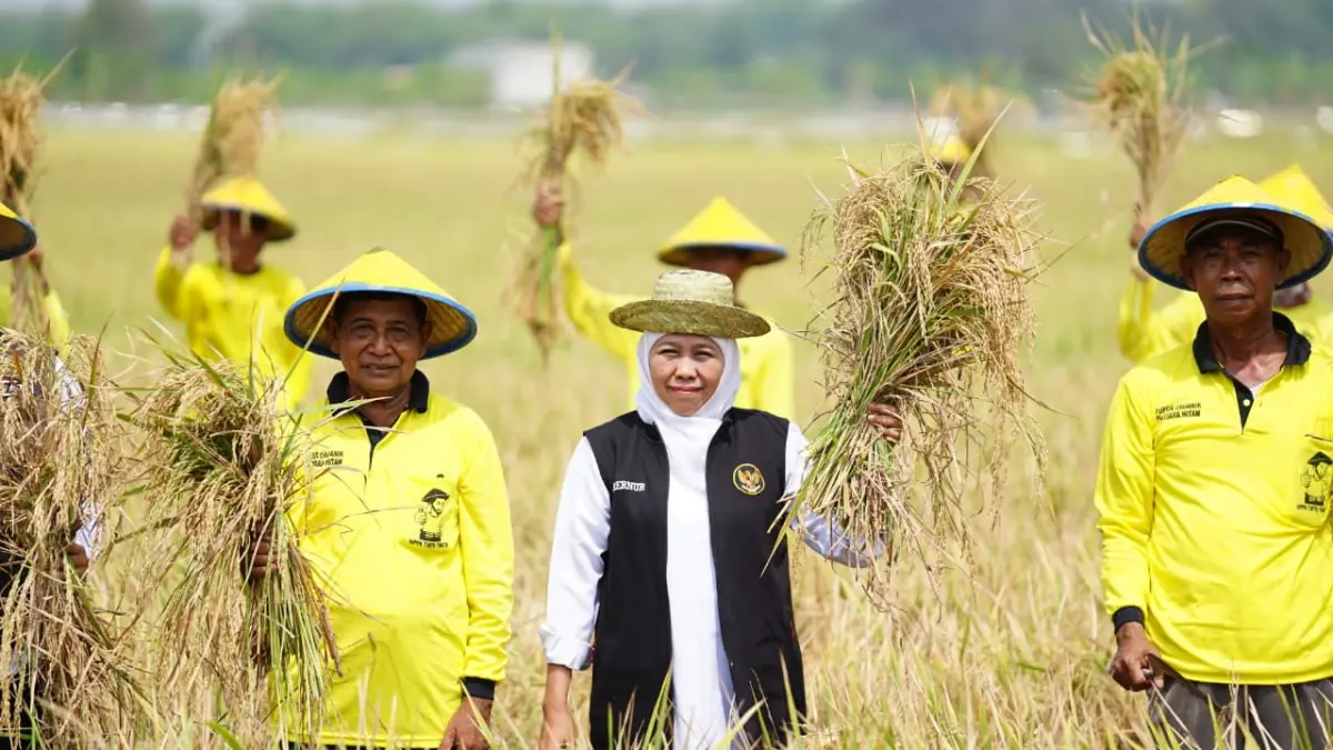 Gubernur Jawa Timur Khofifah Indar Parawansa saat panen raya di salah satu daerah di Jawa Timur. (HUMAS PEMPROV JATIM)