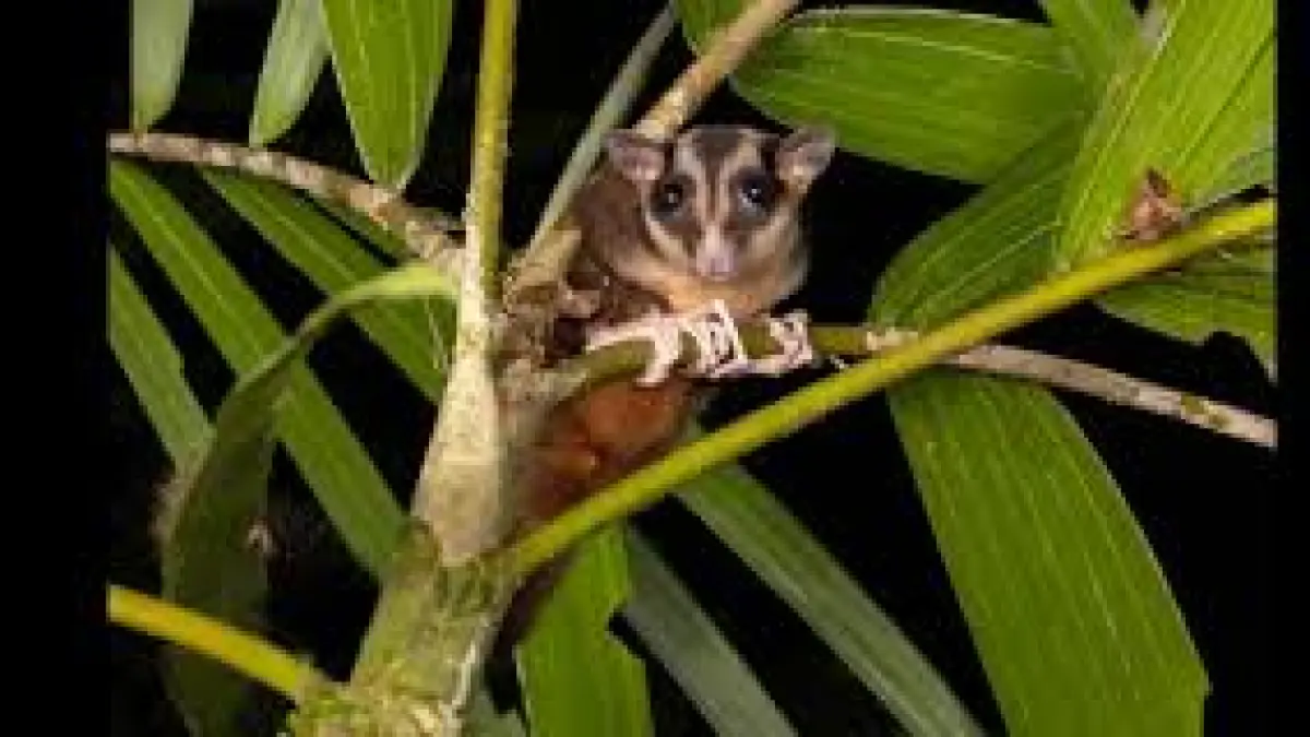 Spesies: Dua mamalia berkantung (marsupial) yang dianggap punah muncul kembali di hutan Papua.