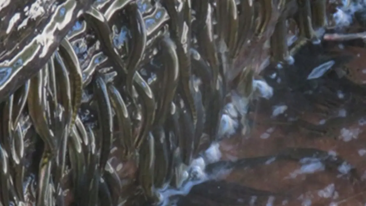 Parakneria thysi: Ikan kecil dari Afrika yang mampu memanjat air terjun.