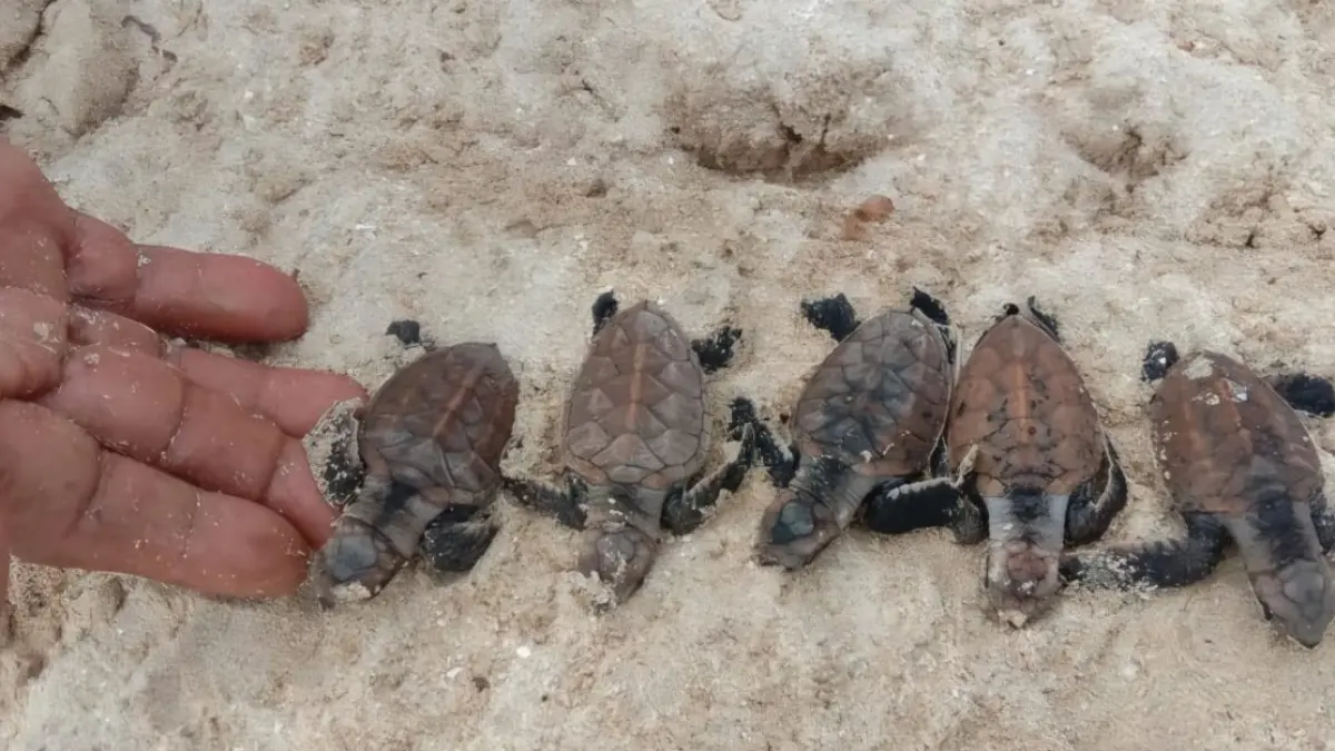  Pelepasan: 60 Tukik Penyu Sisik.