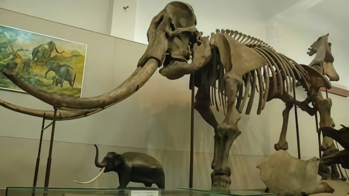 Penemuan: Fosil Gajah yang ditemukan di Bumiayu.
