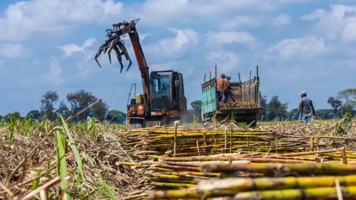 Produksi tanaman tebu sebagai bahan baku gula di Jawa Timur relatif stabil. (IST) 