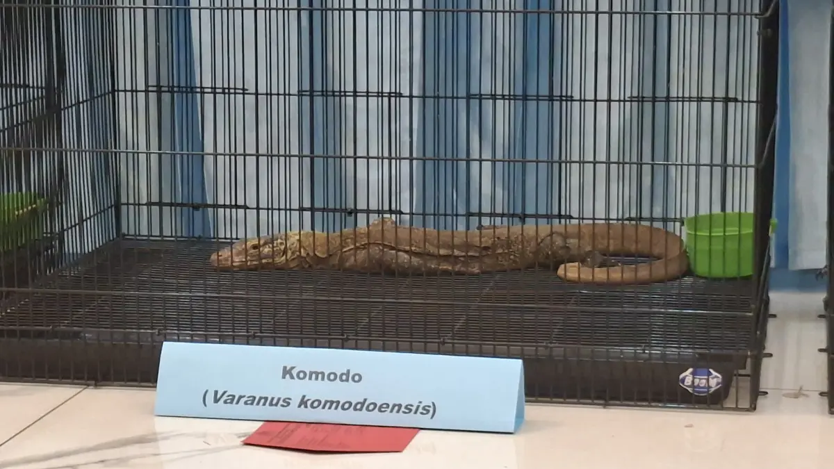 BARANG BUKTI: Anakan komodo yang diperoleh dari pengepul di Manggarai Timur, NTT. (MAHRUS/RADAR SURABAYA)