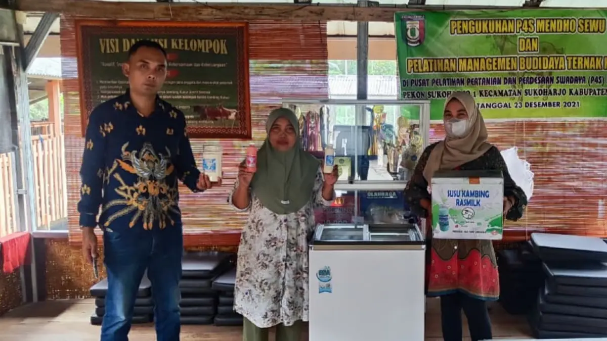 Ras Farm Sukoharjo I di Pringsewu, Lampung, milik Dwi Nurhaeni yang berhasil berkembang dari skala rumahan menjadi peternakan dengan ratusan kambing perah.