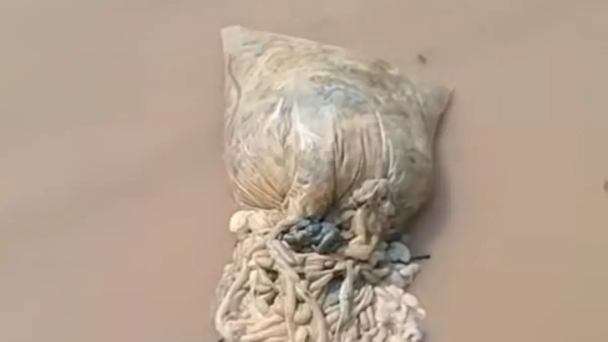 Tangkapan layar: sebuah karung yang berisi usus hewan.
