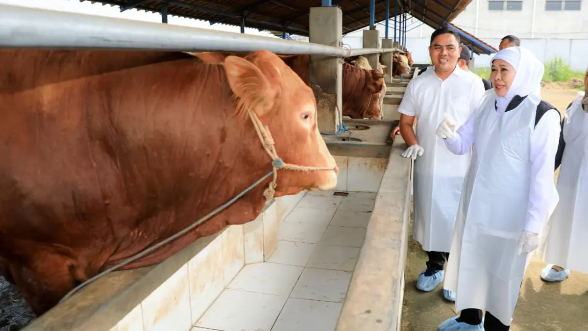 Gubernur Jatim Khofifah Indar Parawansa saat meninjau peternakan sapi di Jawa Timur. (HUMAS PEMPROV JATIM)