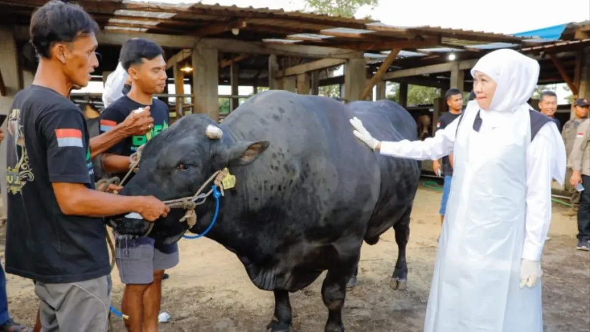Gubernur Jawa Timur Khofifah Indar Parawansa saat meninjau peternakan Berkah Wafa Farm di Kabupaten Mojokerto. (ANTARA/HO-Biro Adpim Pemprov Jatim) 