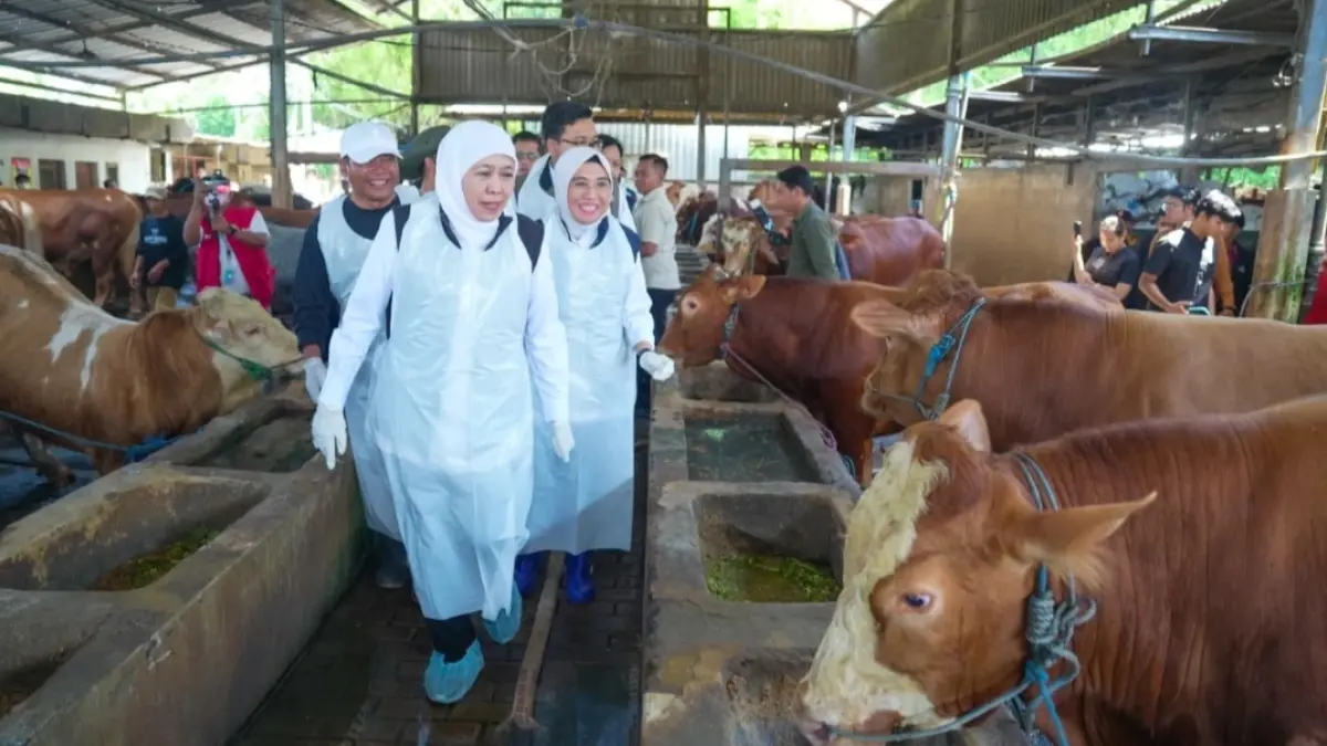Gubernur Khofifah meninjau sentra peternakan UD Sapi Baru di Desa Sukorejo, Kecamatan Loceret, Kabupaten Nganjuk. 