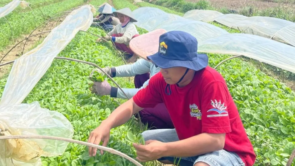 Proses pemilihan bibit tembakau di Bangkalan. 