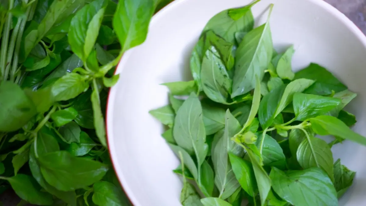 Daun kemangi : Dari urusan jerawat sampai kesehatan jantung, semua bisa dibantu sama tanaman aromatik satu ini. 