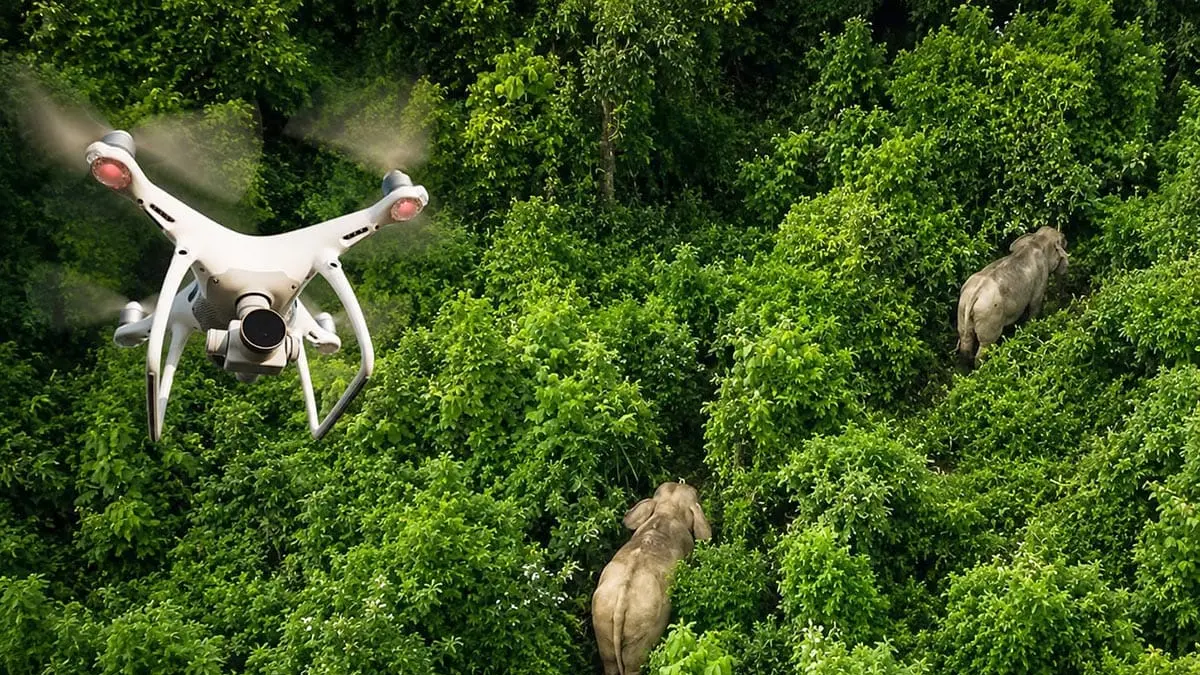 Pemantauan : Drone thermal memonitor gajah sumatera di Bengkulu.