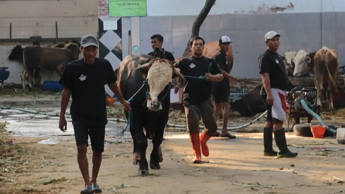 SELEKTIF: Pemkot Surabaya perketat lalu lintas hewan kurban. Hewan tanpa dokumen dan vaksin ditolak masuk Surabaya.(IST/RADAR SURABAYA)