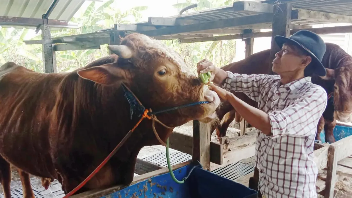 TELATEN: Suyatno saat memijat sapi di kandangnya. (RAHMAT SUDRAJAT/RADAR SURABAYA)