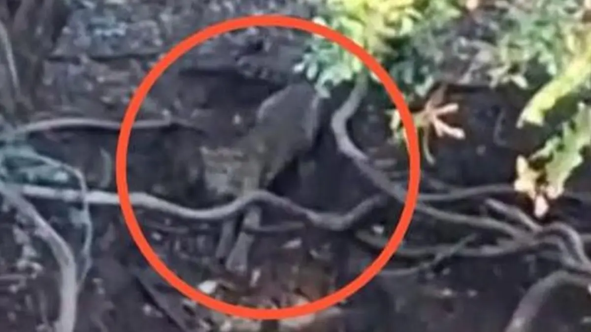 Penampakan harimau yang terlihat di kawasan Cangar yang viral di media sosial. (Tiktok/@WongMojokerto)
