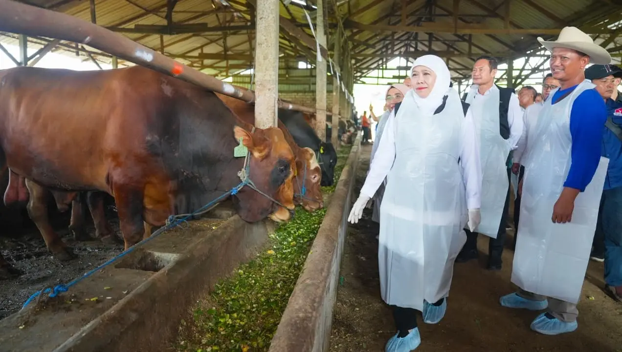 Gubernur Jatim Khofifah Indar Parawansa &nbsp;memastikan stok hewan kurban aman dan sehat. (HUMAS PEMPROV JATIM)
