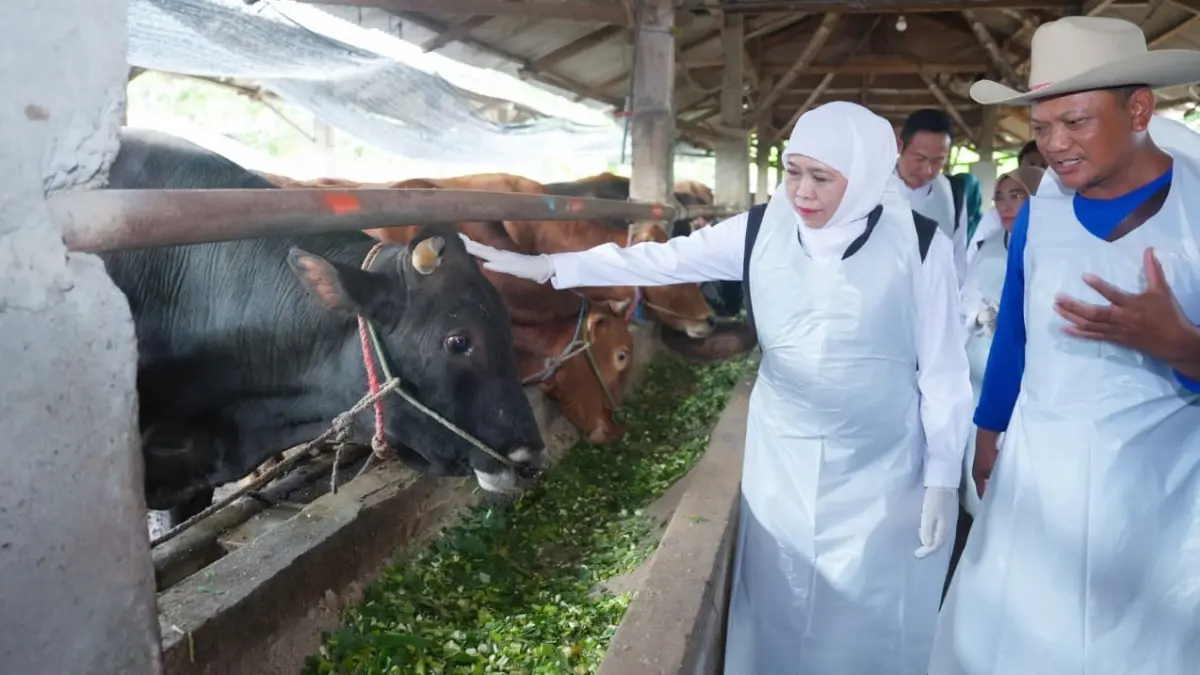 Gubernur Jatim Khofifah Indar Parawansa saat meninjau Koperasi Ternak Gunungrejo Makmur, Desa Gunungrejo, Kedungpring, Lamongan, Minggu (24/5). (HUMAS PEMPROV JATIM)