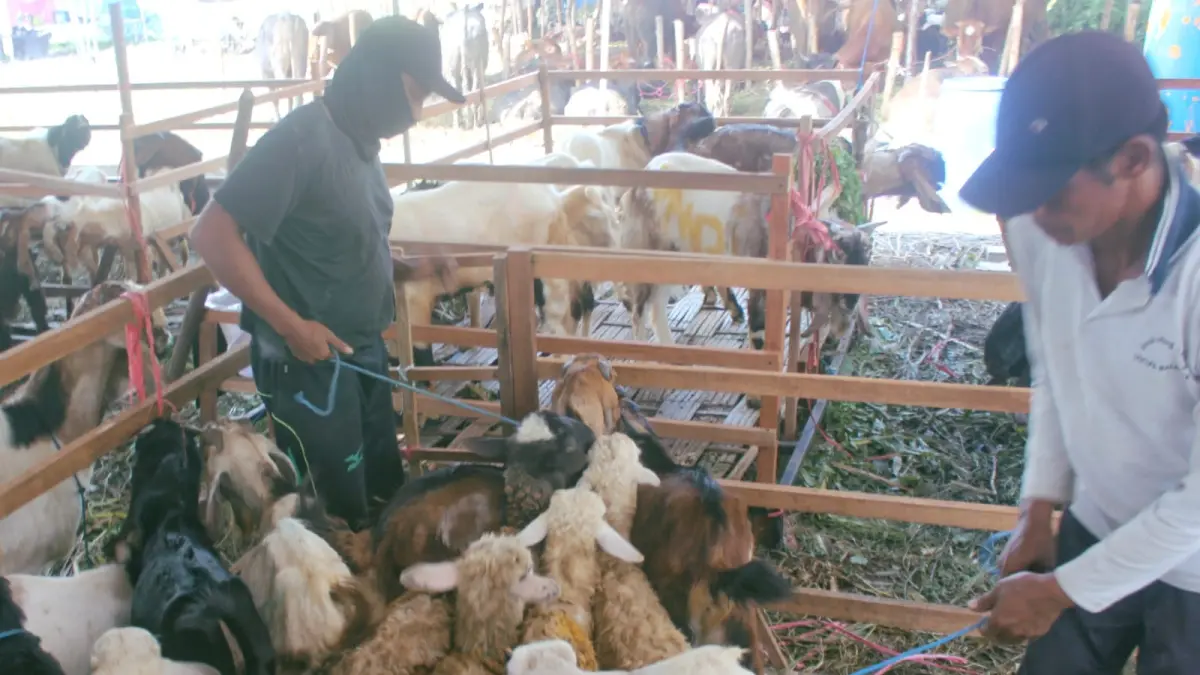 MARAK: Penjual hewan kurban saat ini marak jelang jelang Idul Adha. (RAHMAT SUDRAJAT/RADAR SURABAYA)