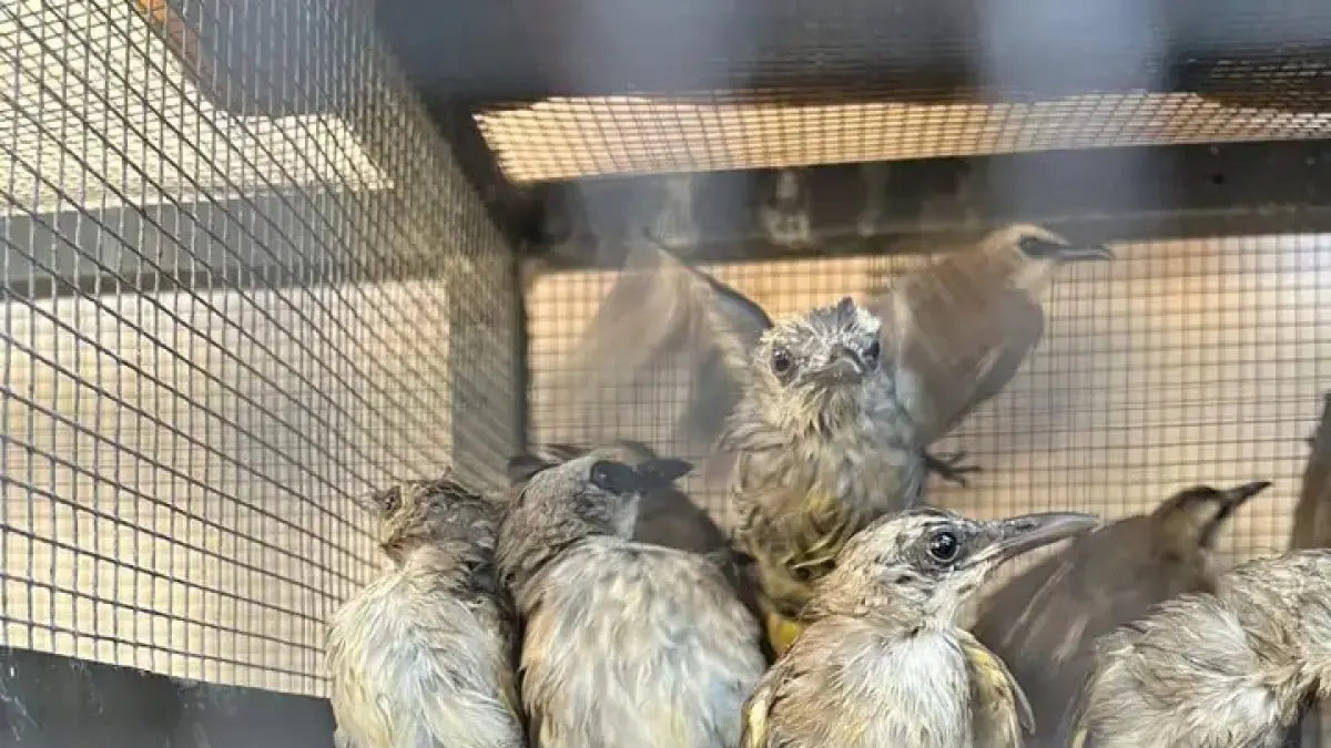 Sejumlah burung yang diamankan di Ketapang Banyuwangi. (IST) 
