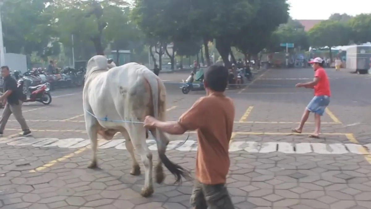 
BARU DATANG: Sapi Presiden Prabowo sempat berlari hingga menyeruduk warga di Masjid Al Akbar Surabaya. (RAHMAT SUDRAJAT/RADAR SURABAYA)
