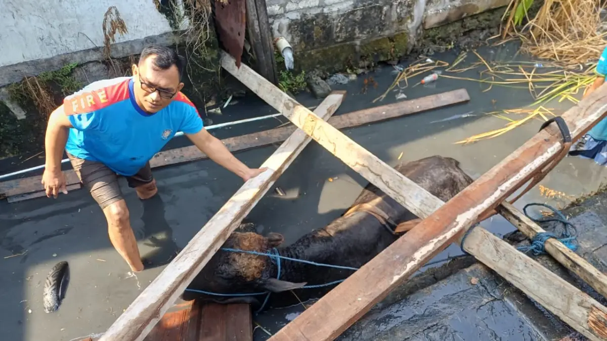 BERAT: Petugas rescue DPKP Kota Surabaya saat mengevakuasi sapi yang terperosok di kali dan saluran hingga ada yang menyebabkan leher dan kaki patah.