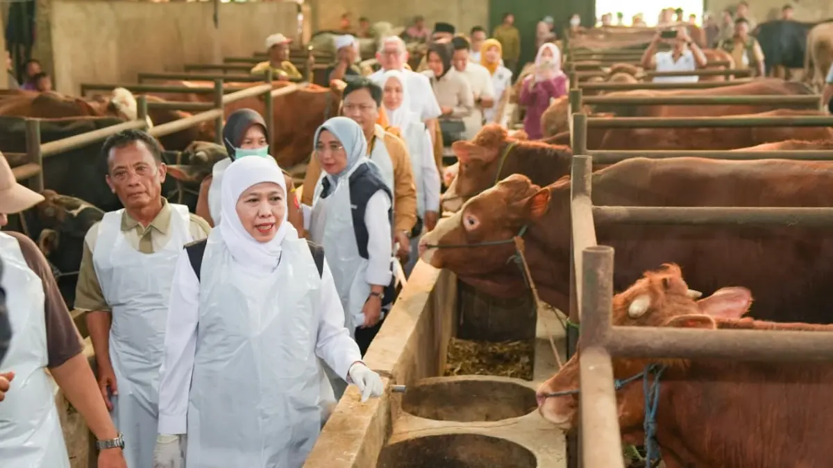Gubernur Jatim Khofifah Indar Parawansa saat meninjau sentra peternak sapi &nbsp;hewan kurban milik H. Wariyanto di Desa Semutan Pomahan, Baureno, Bojonegoro, Senin (25/5). (HUMAS PEMPROV JATIM)