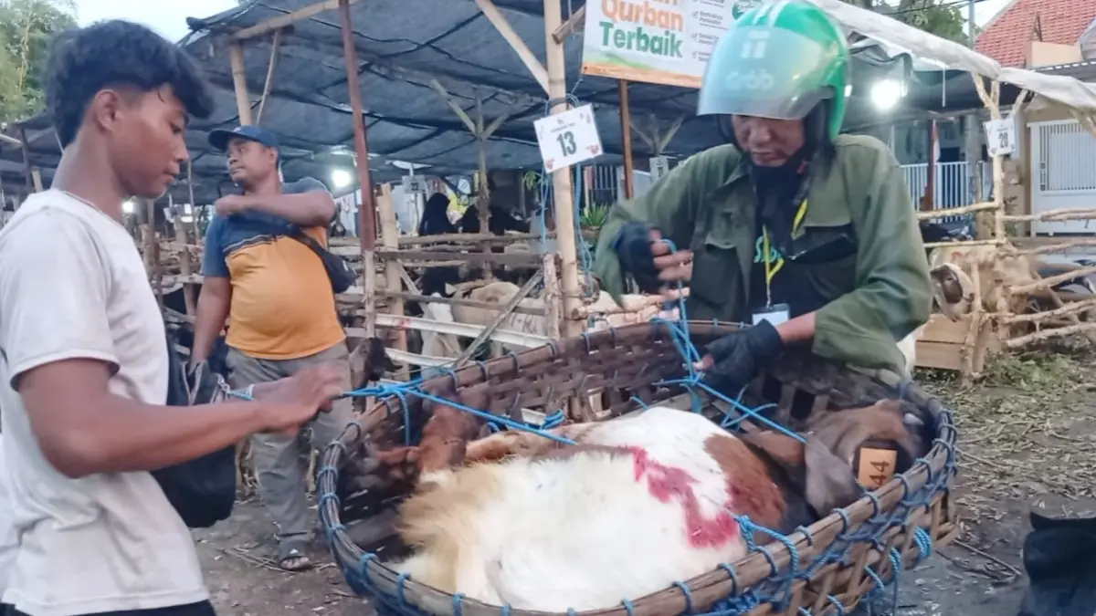 Jasa pengiriman ojek kambing di Wonorejo Surabaya mempermudah masyarakat. (Rahmat Sudrajat/Radar Surabaya)