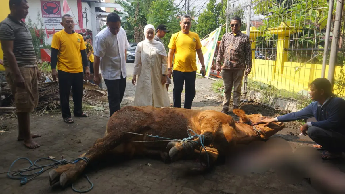 PEDULI: Anggota DPR RI Dapil Surabaya–Sidoarjo, Adela Kanasya Adies menyalurkan 46 ekor kambing dan 5 ekor sapi kurban kepada masyarakat.