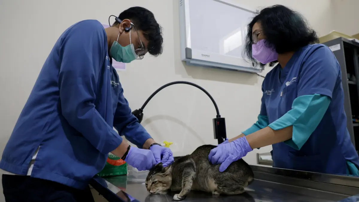Dokter hewan melakukan sterilisasi kucing gratis di Puskeswan Ikan Dorang sebagai rangkaian HJKS ke-733. (HUMAS PEMKOT SURABAYA)