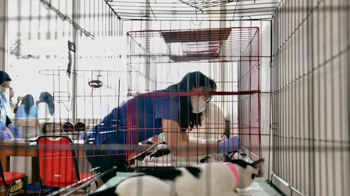 Proses sterilisasi kucing di Surabaya. (IST)