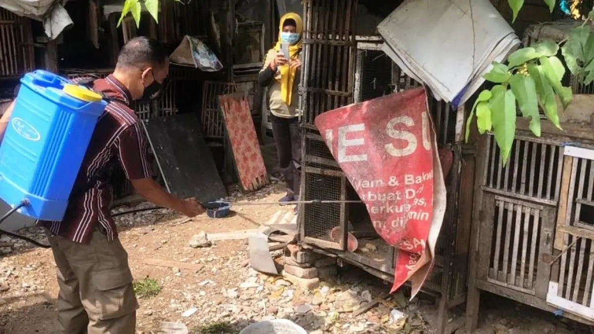 PENCEGAHAN: Penyemporetan anti virus mencegah menyebarnya tikus dan hewan liar. 