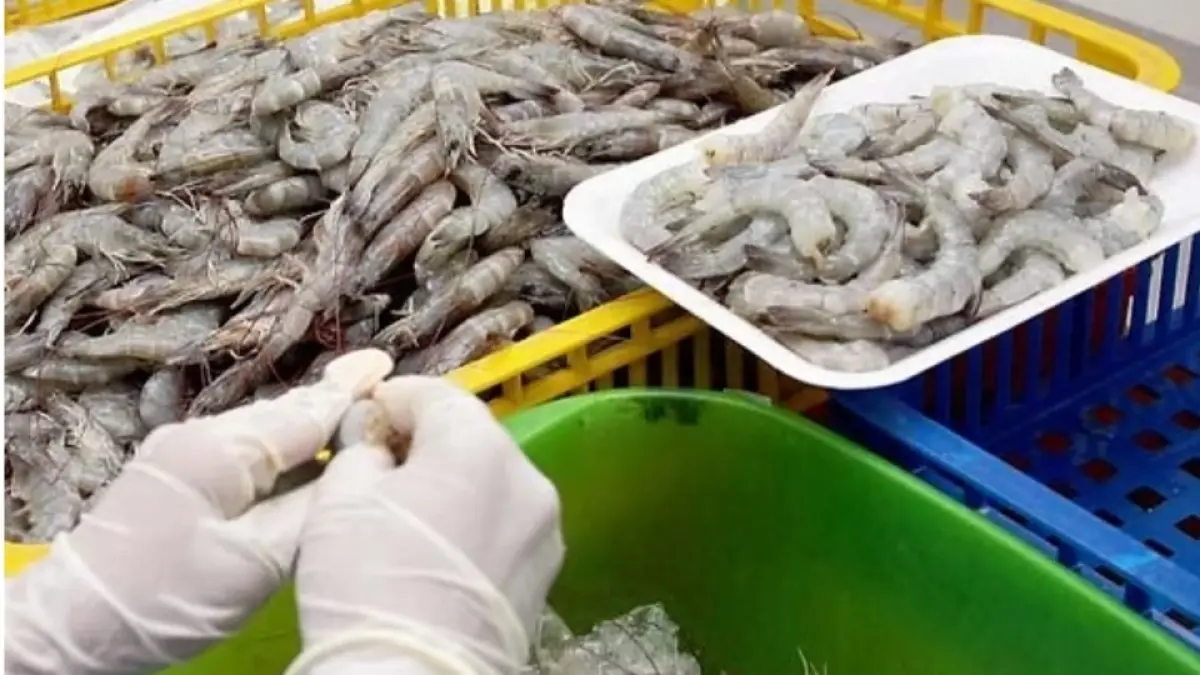 Udang dipilah-pilah sebelum diekspor. (seafoodservicecenter) 