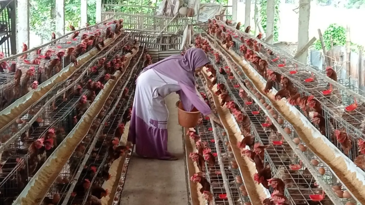 Peternak ayam petelur di Desa Candimulyo, Kecamatan Jombang, Sri Wahyuni, saat memanen telur. (Istimewa)