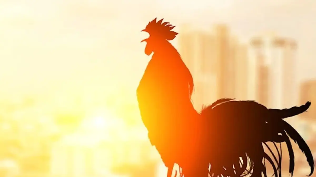 Ayam jantan berkokok saat fajar sebagai bagian dari ritme biologis alami yang bekerja dalam tubuhnya. Foto: ist.