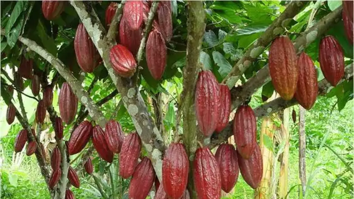 Cemilan kesukaan banyak orang, ini dia fakta menarik Coklat yang tak banyak diketahui. Foto: Ist.