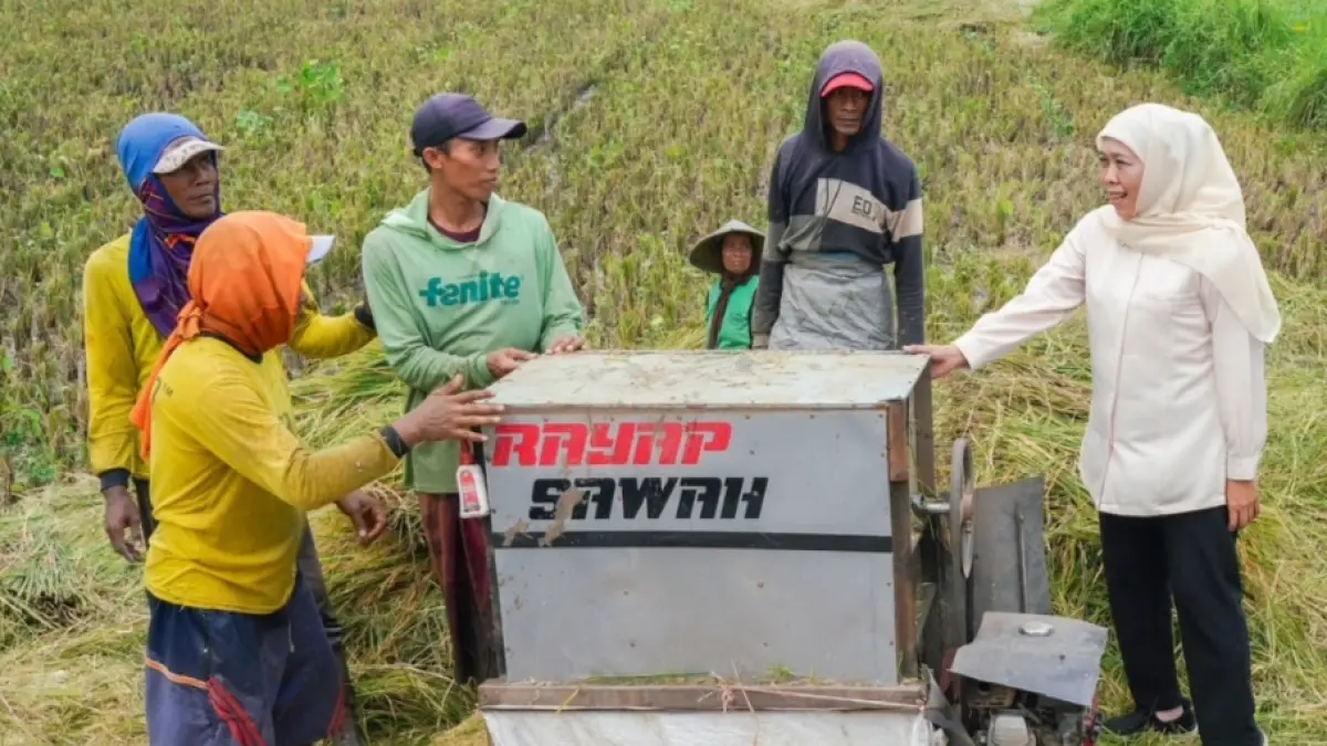 Gubernur Jawa Timur, Khofifah Indar Parawansa, menyebut peningkatan produksi padi tersebut merupakan hasil sinergi antara petani, penyuluh pertanian, pemerintah daerah, TNI, kelompok tani, dan berbagai pemangku kepentingan lainnya.(Mus Purmadani) 