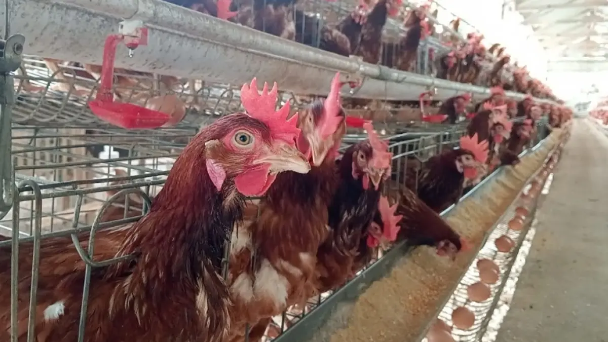 Harga telur ayam ras di tingkat peternak Jawa Timur masih berada di bawah Harga Acuan Pembelian (HAP) yang ditetapkan pemerintah. (Mus Purmadani) 