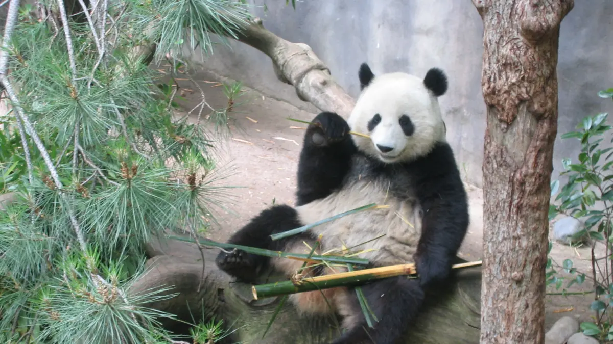 Sempat jadi pemakan daging, namun sekarang panda hanya mau makan Bambu. Foto: Ist.