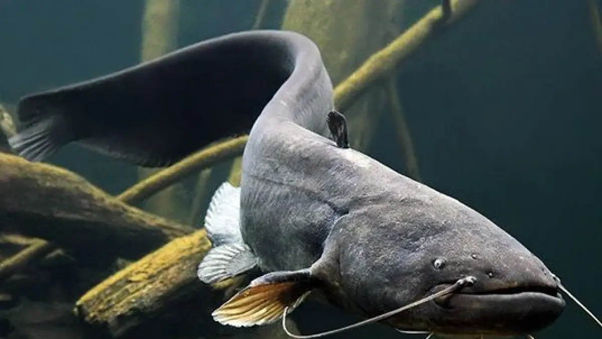 Selain murah dan lezat, ini alasan kenapa ikan lele digemari orang Indonesia. Foto: Ist.