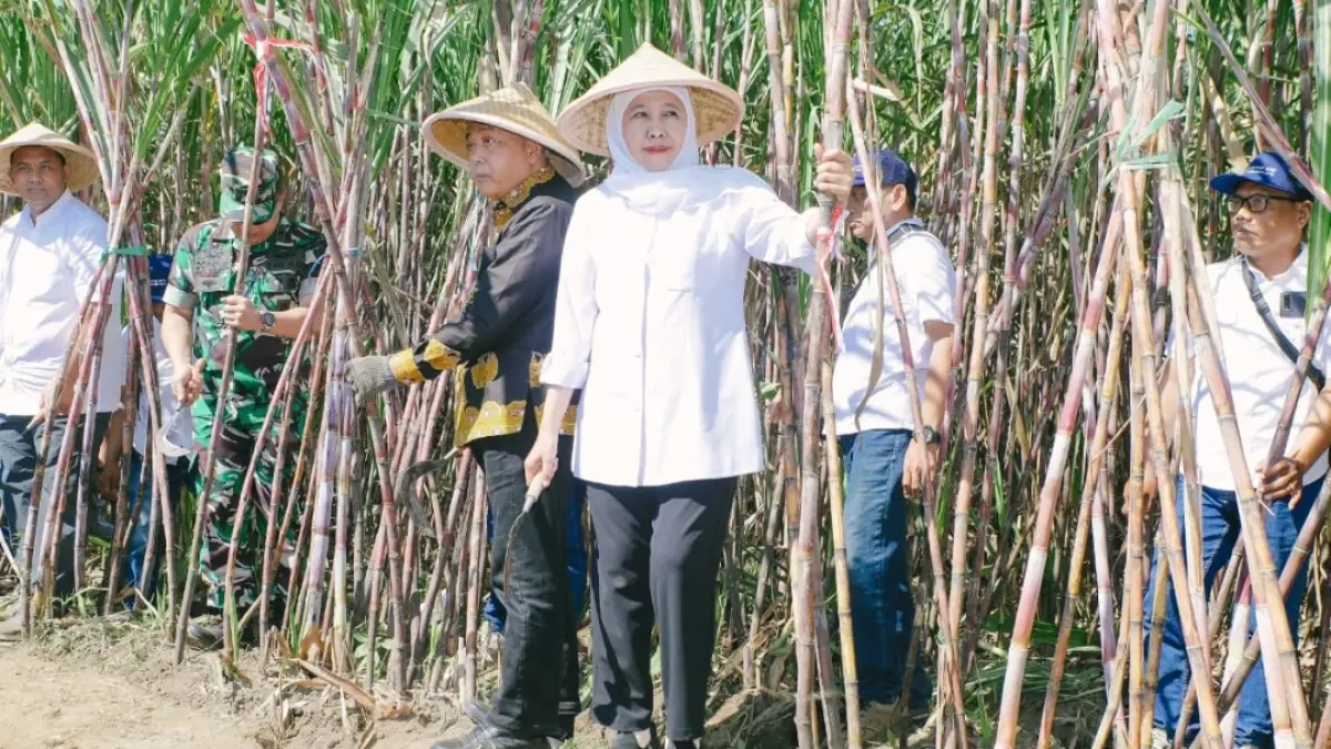 Gubernur Jawa Timur Khofifah Indar Parawansa memimpin kegiatan Panen dan Tanam Tebu Serentak Program Bongkar Ratoon dan Perluasan Areal Tebu Tahun 2026 di Desa Putukrejo, Kecamatan Gondanglegi, Kabupaten Malang, Kamis (18/6).
