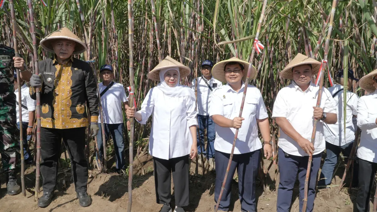 PANEN: Program bongkar ratoon jadi andalan untuk meningkatkan hasil tebu petani di Jatim.(IST/RADAR SURABAYA)