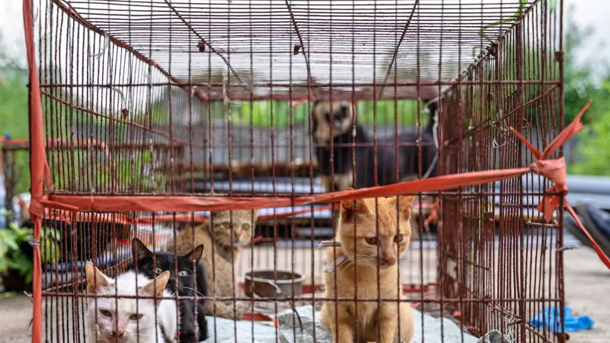 Penjualan kucing di Vietnam terkait kepercayaan leluhur setempat. (Bernama)