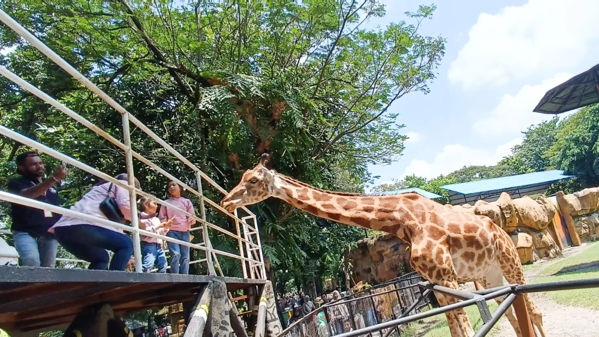 Pengunjung berinteraksi dengan jerapah di Kebun Binatang Surabaya. (ANDY SATRIA/ RADAR SURABAYA) 