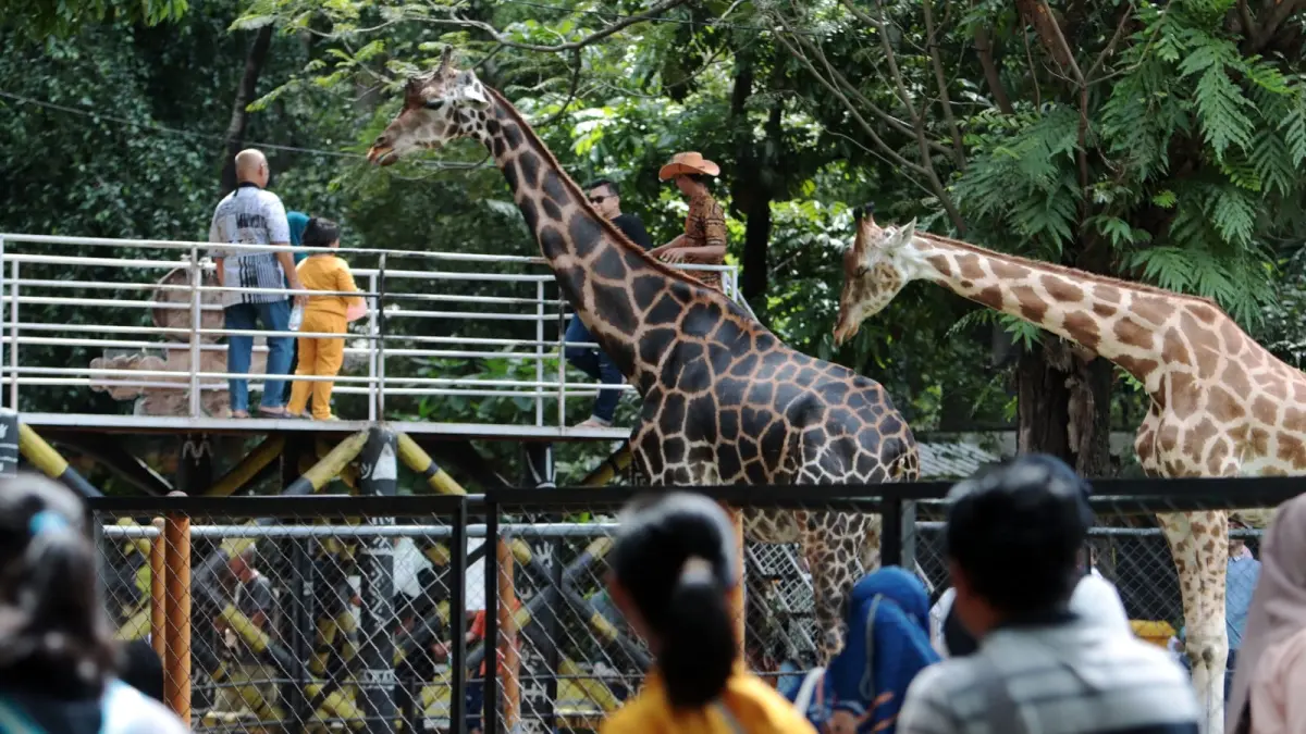 Pengunjung menyaksikan jerapah di Kebun Binatang Surabaya. (Andy Satria/Radar Surabaya)