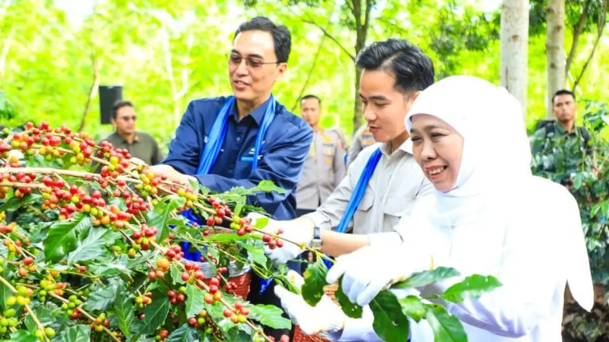 Gubernur Jawa Timur Khofifah Indar Parawansa bersama Wakil Presiden Gibran Rakabuming Raka saat memetik kopi di Bondowoso. (Humas Pemprov Jatim)