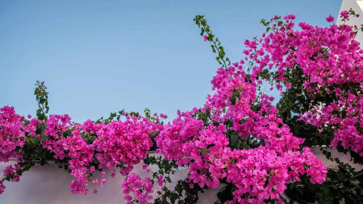  Bougainvillea berbunga lebat di halaman rumah. Perawatan yang tepat menjadi kunci menjaga tanaman tetap sehat dan produktif. Foto: Ist.